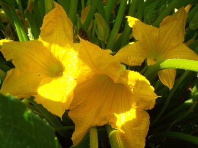 Summer-Squash Recipes for Casserole, Bread, Cobbler and More Image